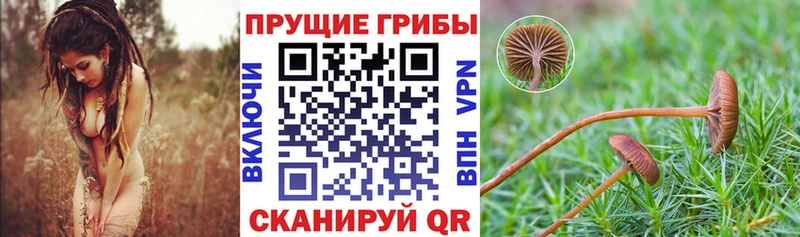 Галлюциногенные грибы прущие грибы  Купить закладки  Каргат 